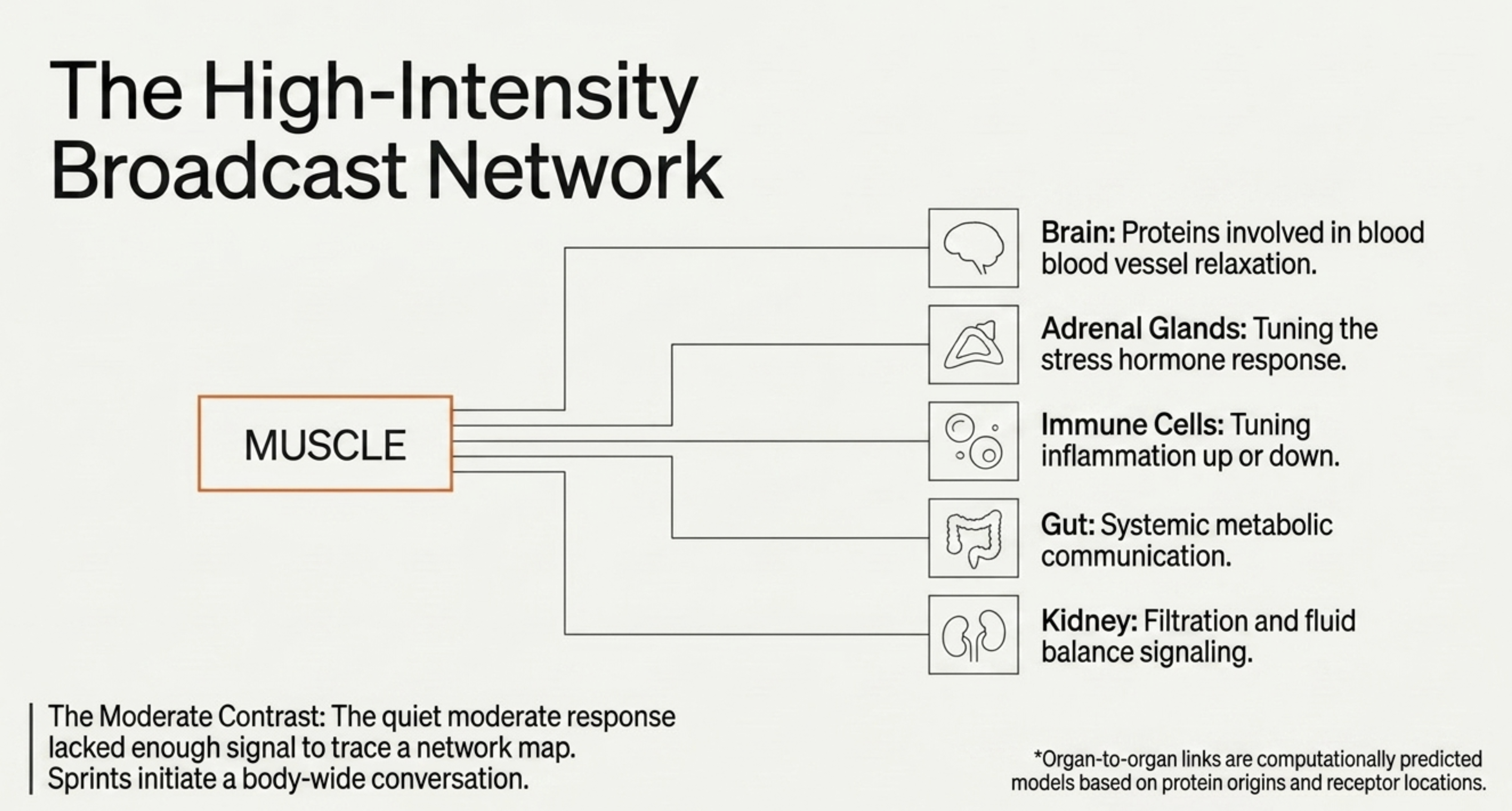 Diagram illustrating how muscle activity impacts various organs in a high-intensity broadcast network.