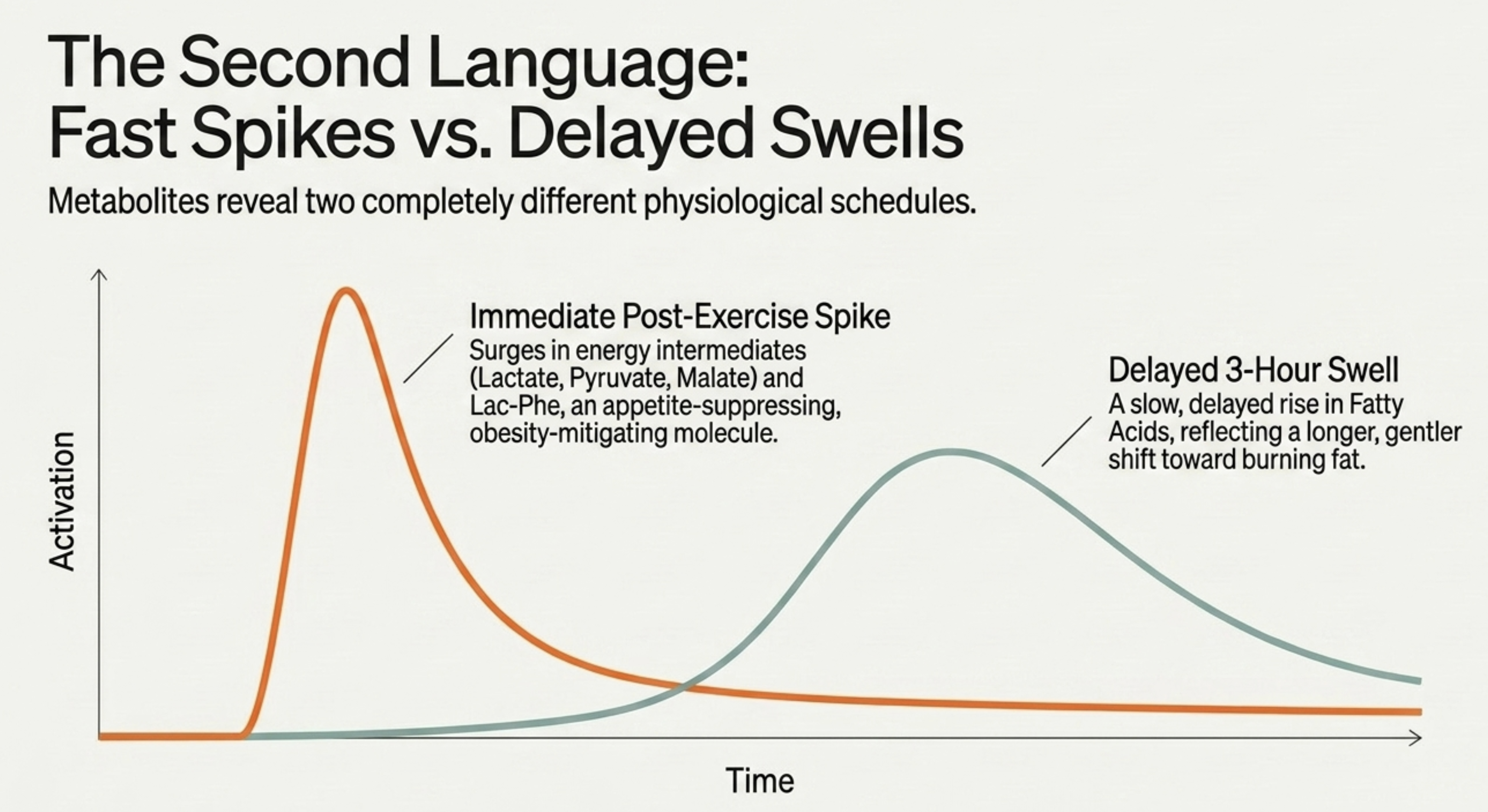 Graph comparing fast post-exercise metabolic spikes with delayed fatty acid swells over time.