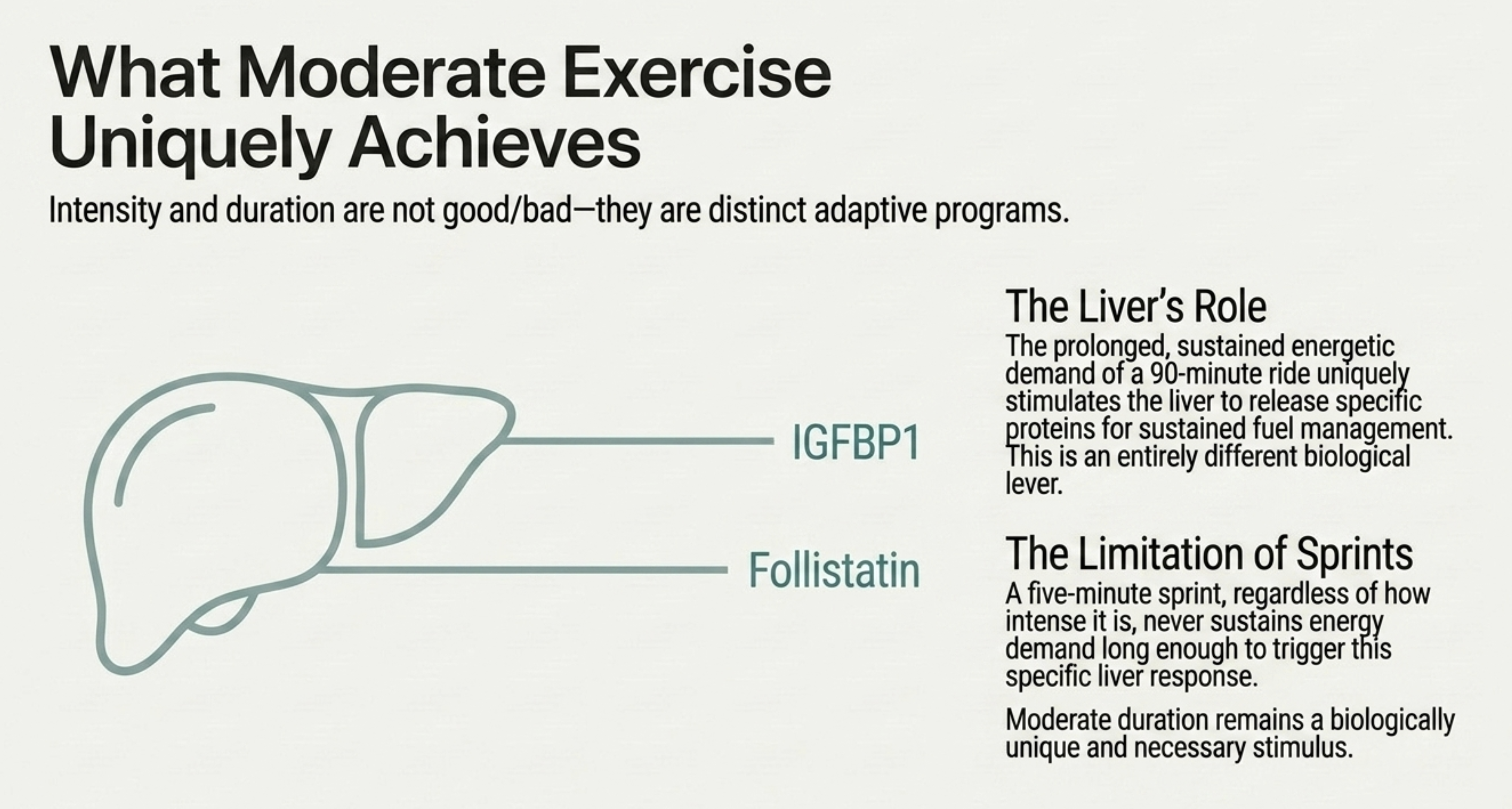 Slide titled 'What Moderate Exercise Uniquely Achieves' discusses liver's role in protein release.