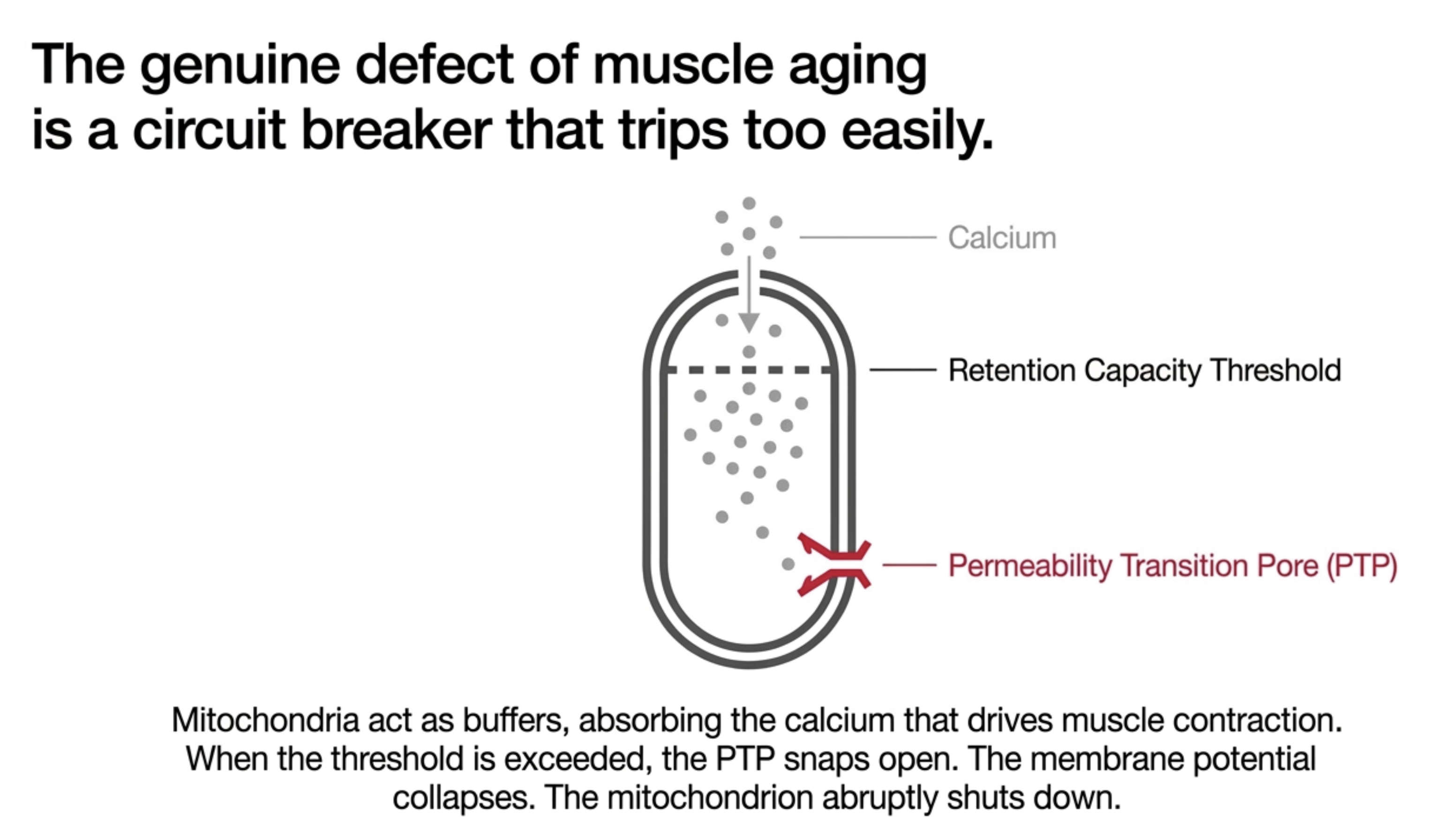 Diagram of mitochondrion: calcium influx activates Permeability Transition Pore in muscle aging.