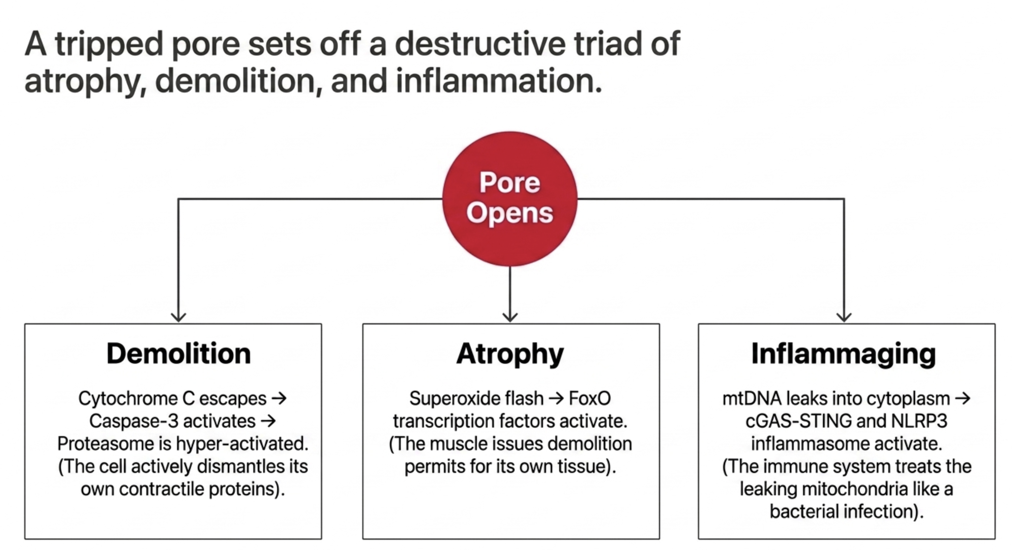 Flowchart illustrating a tripped pore setting off atrophy, demolition, and inflammation.