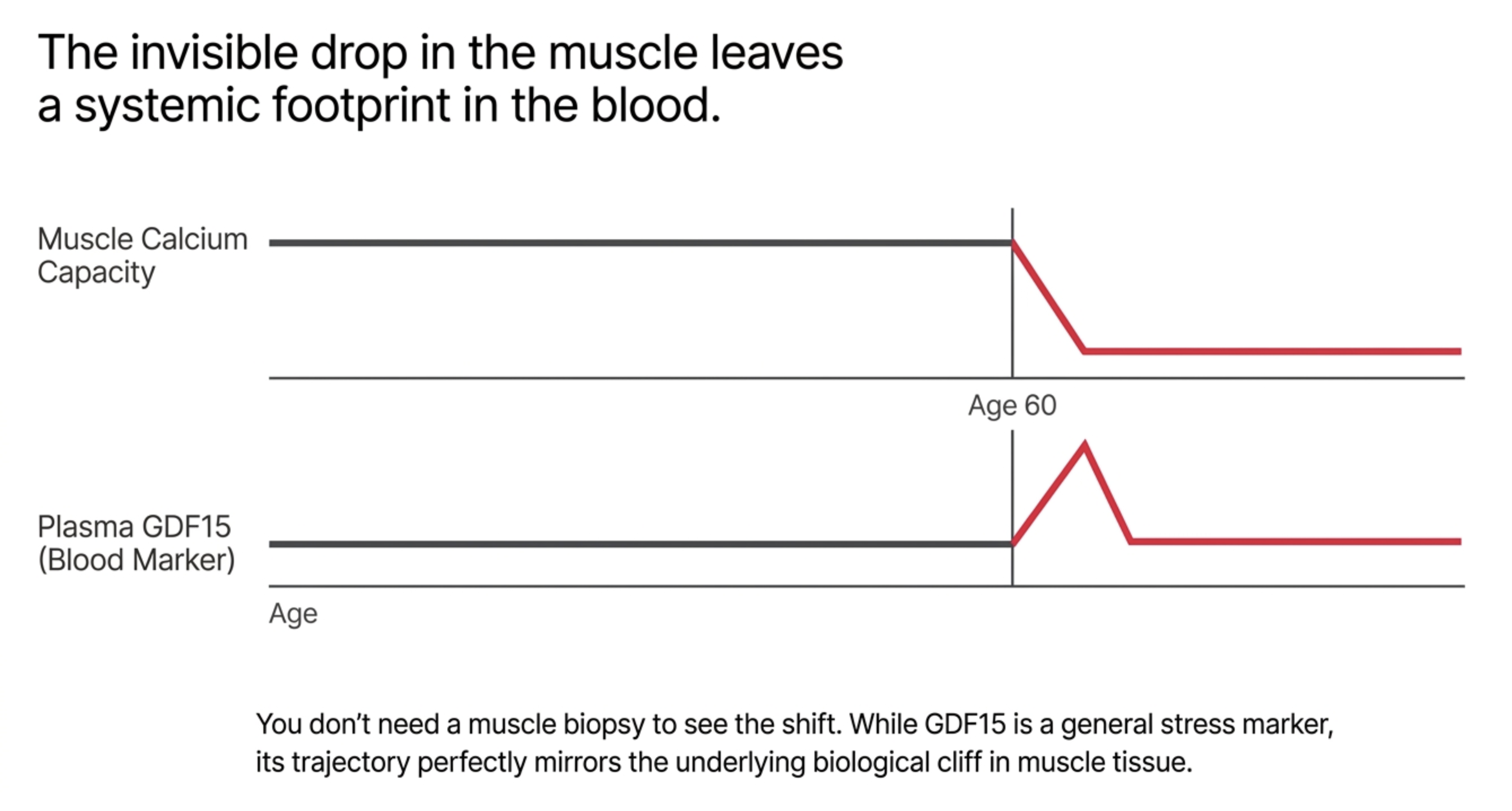 Graph shows muscle calcium capacity declining at age 60, while plasma GDF15 increases.