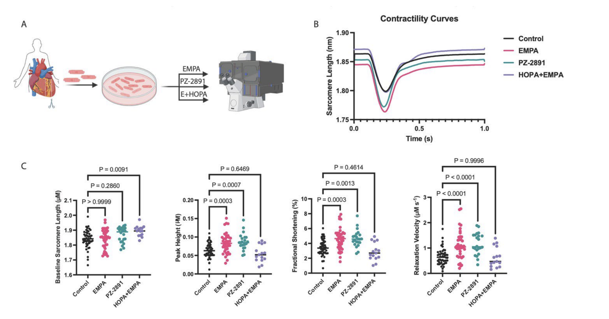 Multi-panel figure showing cardiac cell culture, contractility measurement setup, and graphs.