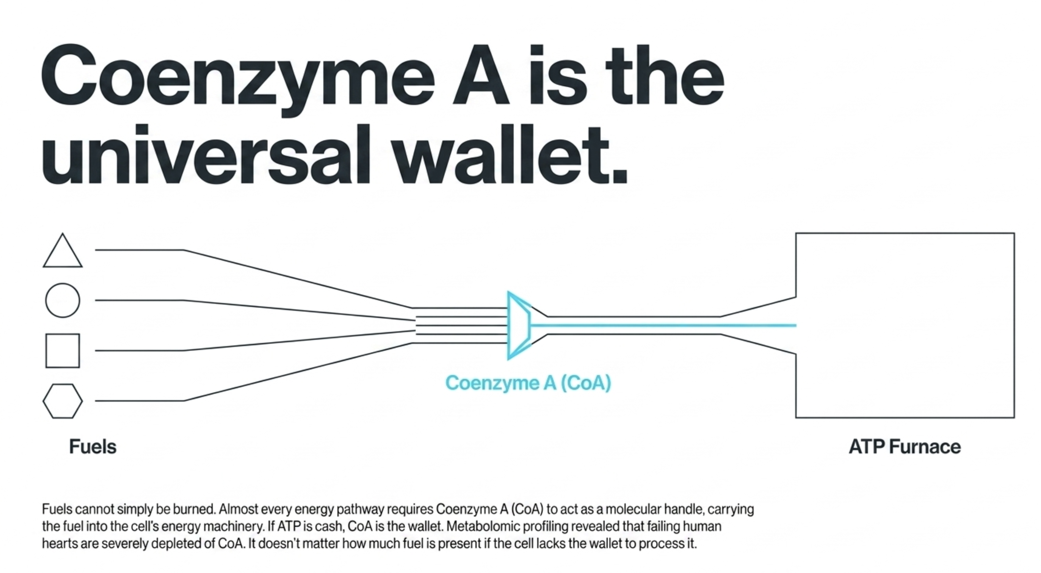 Diagram showing fuels converting to Coenzyme A, the universal wallet, for ATP production.