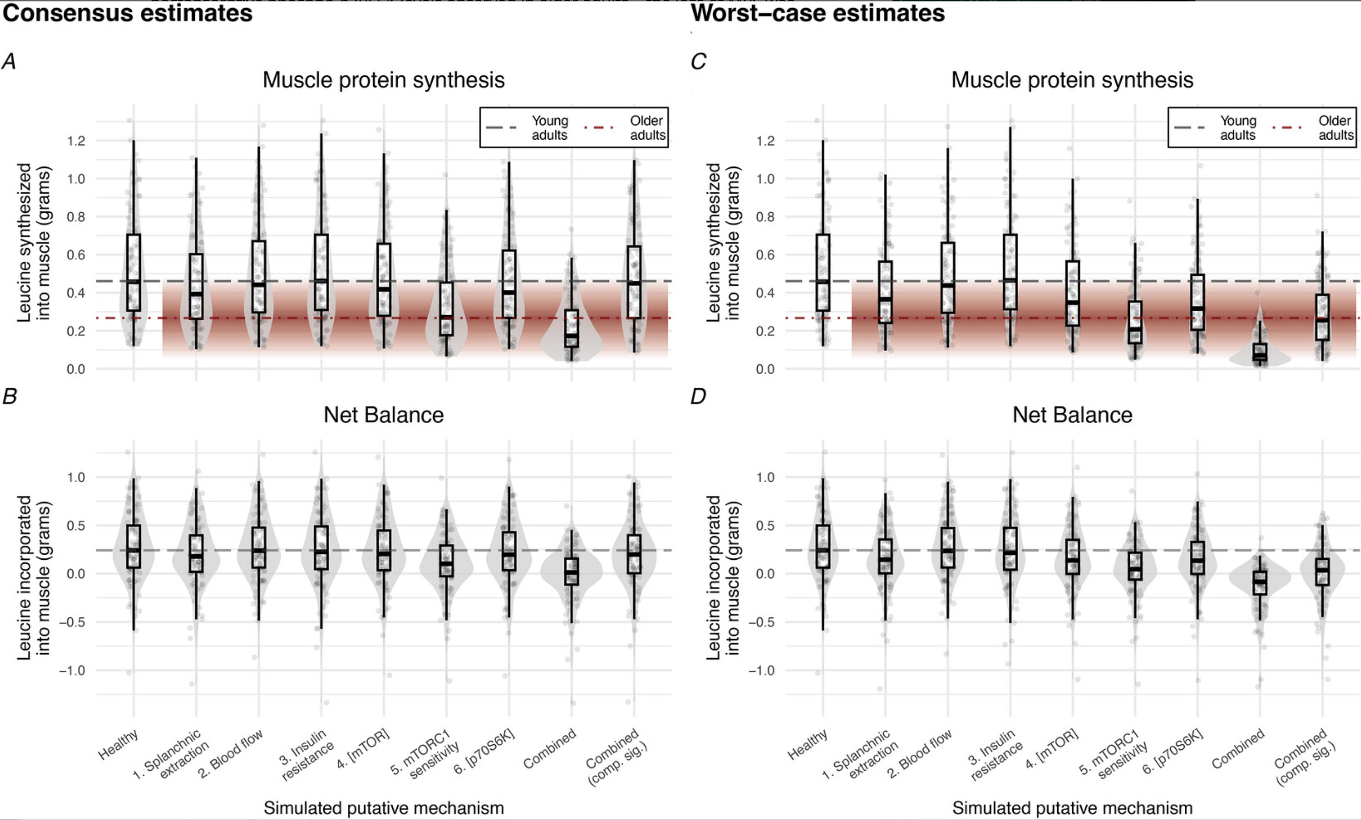 Box plots show muscle protein synthesis and net leucine balance