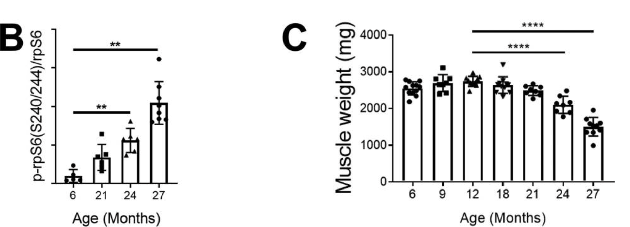 Bar charts display P-pS6 phosphorylation increasing and muscle weight decreasing with age.