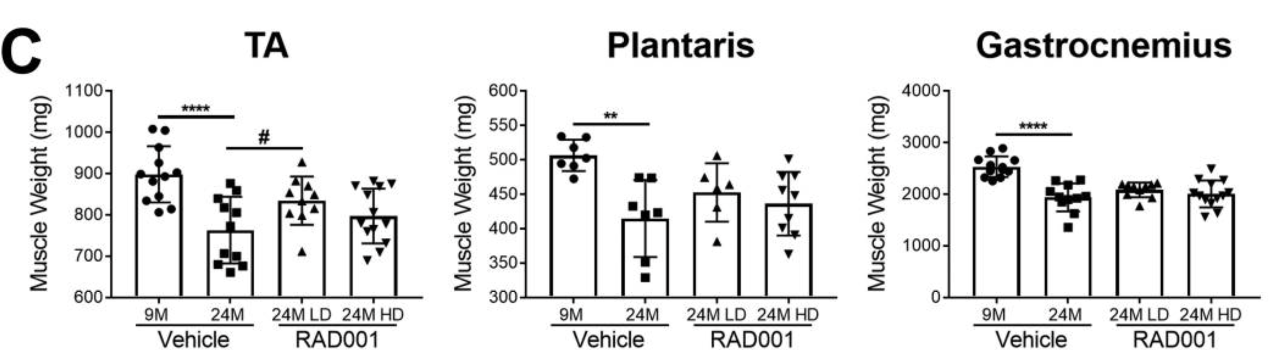 Bar graphs comparing muscle weights of TA, Plantaris, and Gastrocnemius after vehicle or RAD001 treatments.