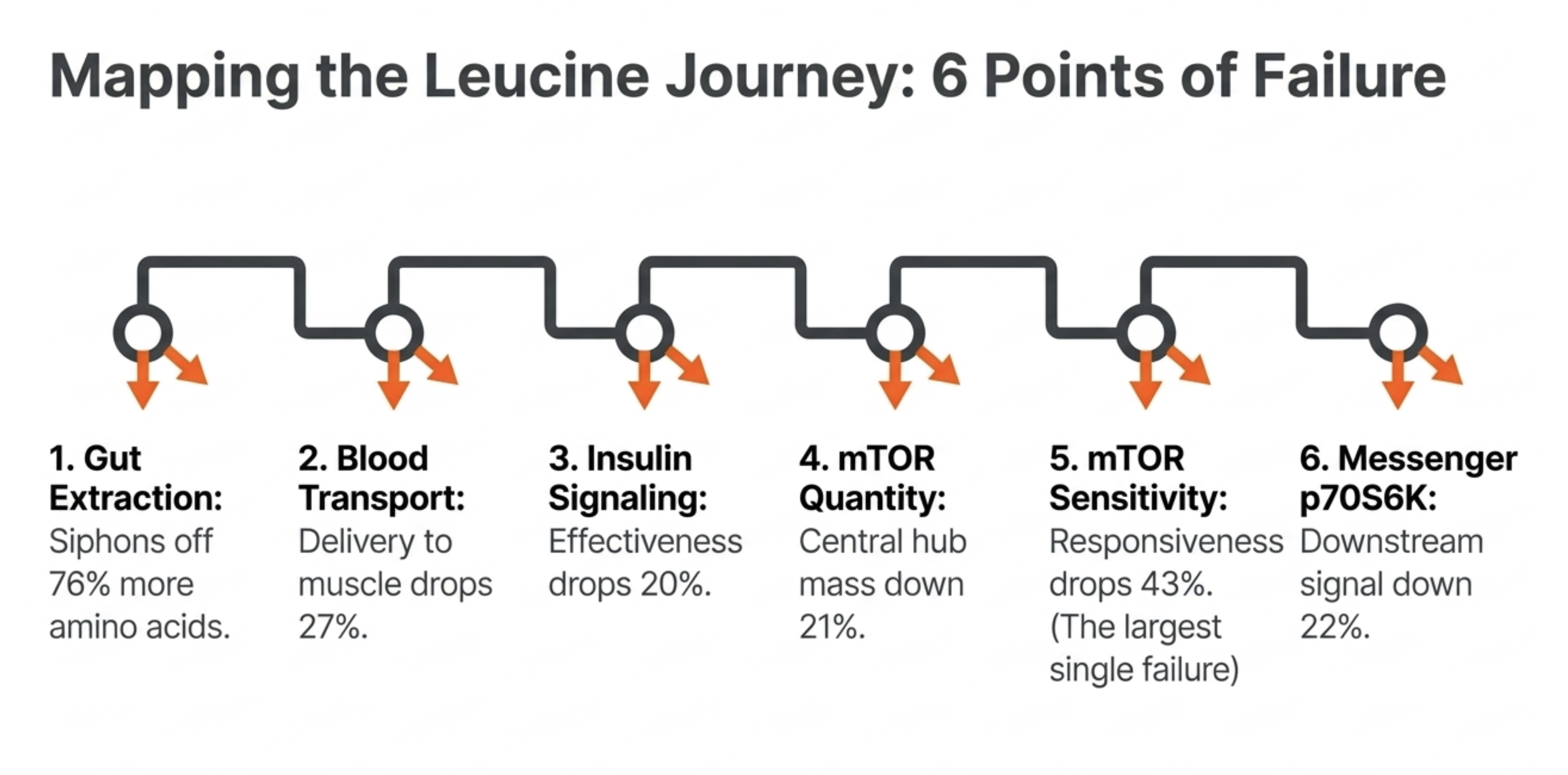 Infographic showing the six points of failure in the leucine journey with associated percentage drops.