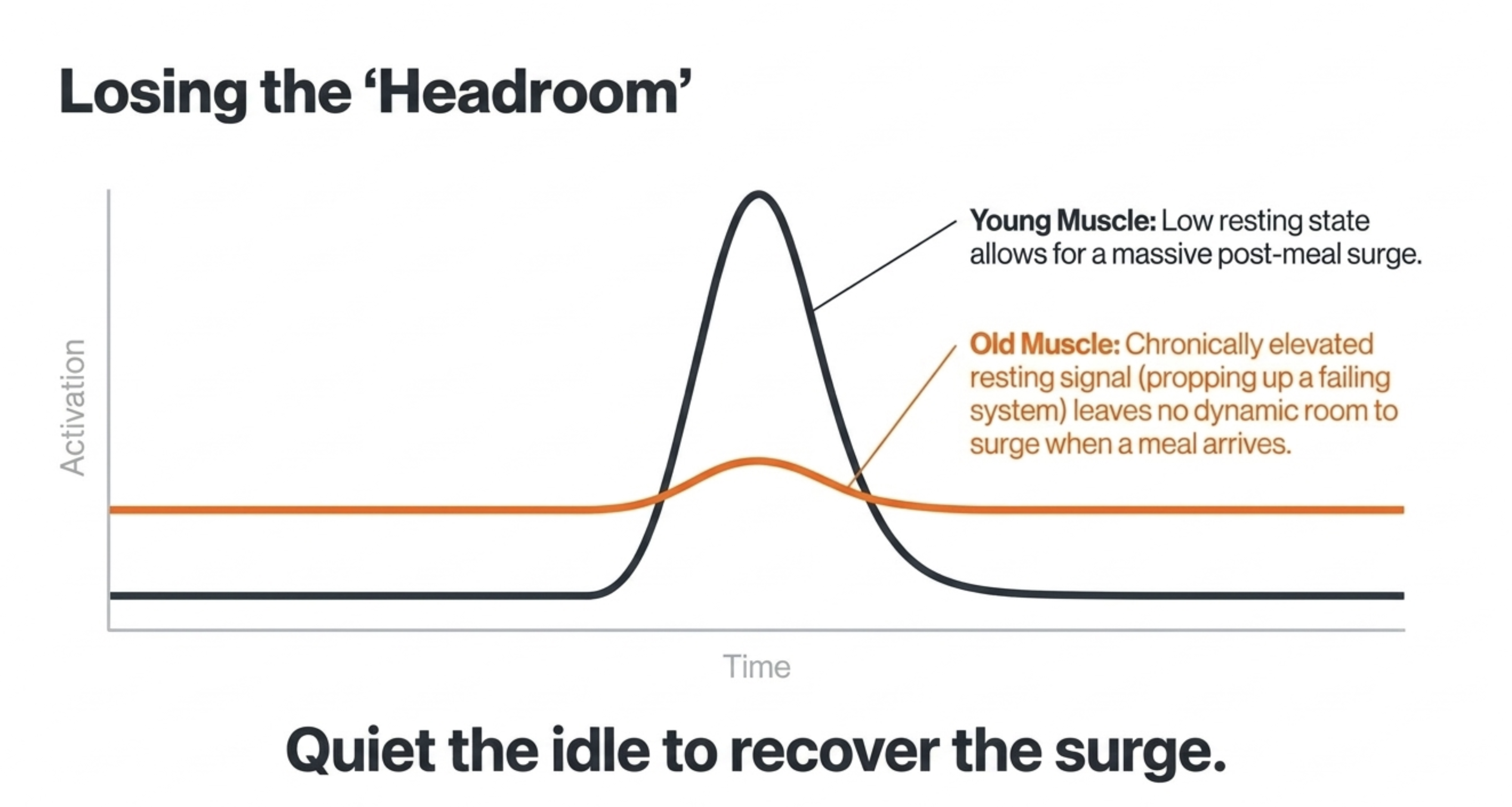 A graph compares young muscle activation (low resting state, high surge) to old muscle (elevated resting state, low surge).