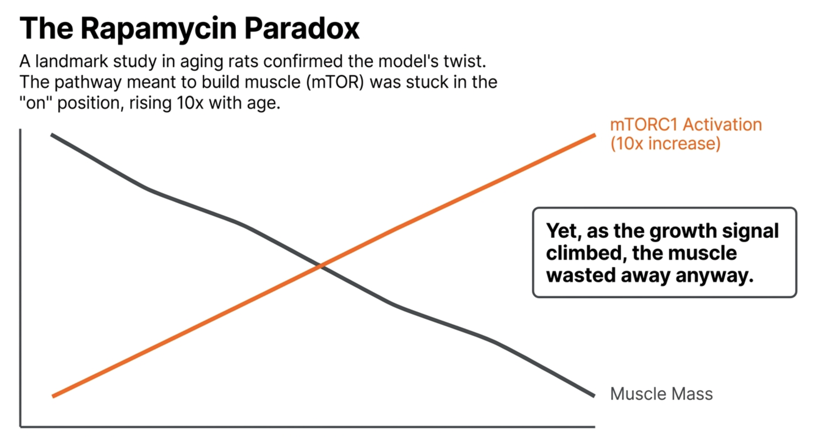 Graph shows mTORC1 activation rising while muscle mass declines with age, illustrating the Rapamycin Paradox.
