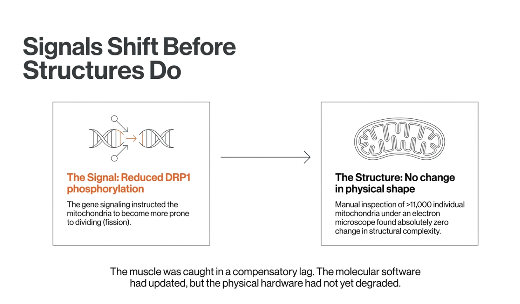 Diagram illustrates molecular signals, like DRP1 phosphorylation, shift before physical structures change.
