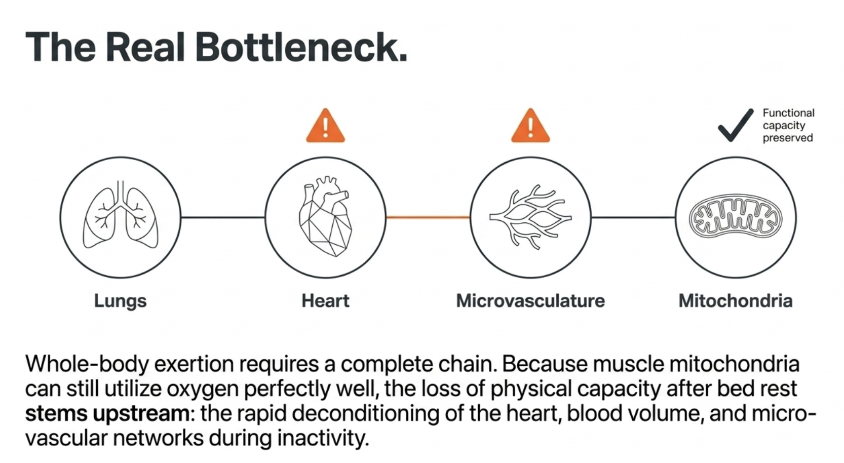 Diagram showing 'The Real Bottleneck' in physical capacity, identifying issues with heart and microvasculature.