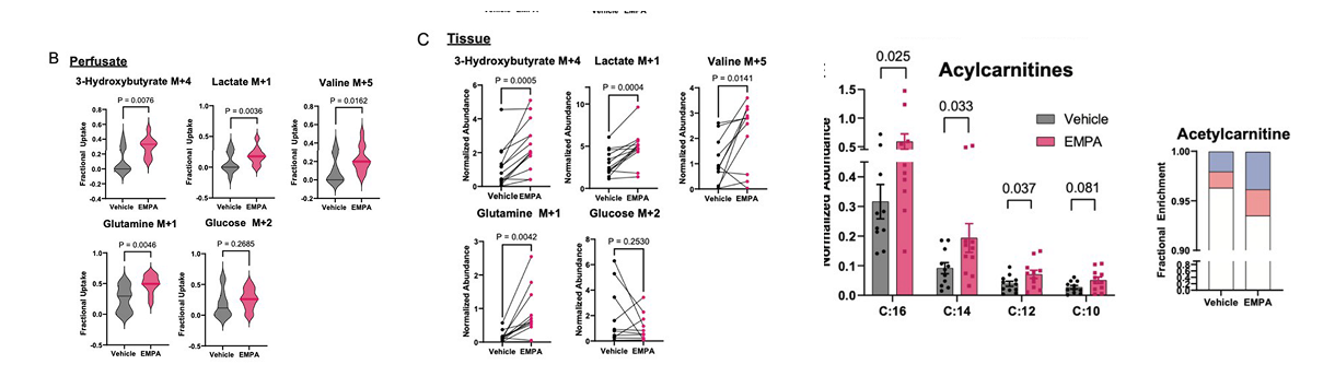 Figure of plasma and tissue metabolite, acylcarnitine changes comparing vehicle and SBG treatments.