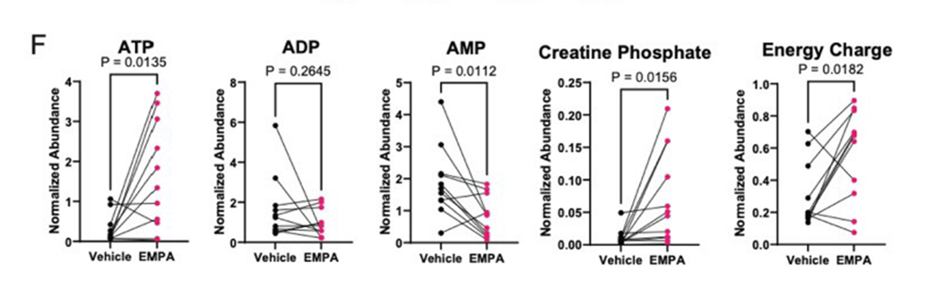 Line graphs showing EMPA treatment significantly alters ATP, AMP, creatine phosphate, and energy charge.